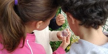 2019_06_07_Los alumnos de Quinto observan los insectos del huerto_CEIP FDLR_Las Rozas 2