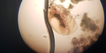 Imágenes de pulga de agua (Daphnia pulex) 3