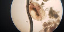Imágenes de pulga de agua (Daphnia pulex) 1
