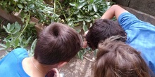 2019_06_07_Los alumnos de Quinto observan los insectos del huerto_CEIP FDLR_Las Rozas 23