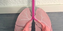 Respiratory System 3rd Grade