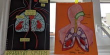 Respiratory System 2nd grade