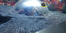 Aquarium Xanadú II 3ºB  21