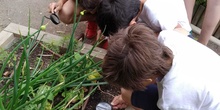 2019_06_07_Los alumnos de Quinto observan los insectos del huerto_CEIP FDLR_Las Rozas 3