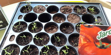 We grow plants in the classroom 3