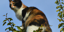 COLOURED CAT AT THE TOP OF A TREE