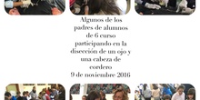 2016-11-09_DISECCION OJO CORDERO (47)
